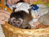 Je donne se adorable bebe singe  de type capucin - photo 1