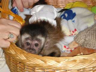 Je donne se adorable bebe singe  de type capucin