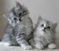 Chatons Siberian male et female
