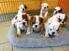 Adorables chiots bulldog anglais