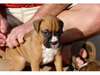 donne  mes  chiots  boxer a toute famille sérieuse