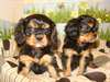 superbes chiots cavalier king charles noire feu