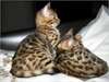 MAGNIFIQUES CHATONS BENGAL  POUR ADOPTION