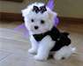 chiots de bichon maltese