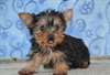 Chiots Yorkshire terrier