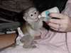 Magnifique bébé singe capucin disponibles
