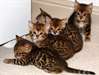 magnifique chaton bengal