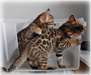Magnifiques Type Chatons Savannah