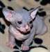 Chatons Sphynx