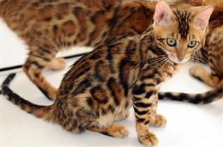 magnifique chaton bengal
