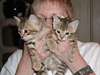 Chatterie du bohneur vous donne 5 bengals .