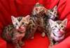 Chatons Bengal affectueux