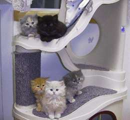 magnifiques chatons persan