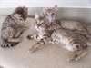 Chatons Bengal affectueux - photo 1