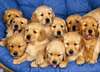 Deux Jolie Chiots Golden retrie.
