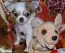 Magnifiques chiots type chihuahua