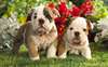 Magnifiques chiots de type bouledogue anglais