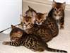 Magnifiques Type Chatons bengal - photo 1