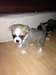 A donner Magnifique Chiot mâle type chihuahua
