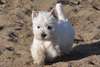 Magnifiques chiots westie