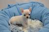 Mâle type chihuahua non Lof
