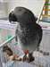 Afrique perroquets gris &#224; vendre avec des cages - photo 1