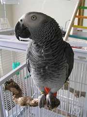 Afrique perroquets gris &#224; vendre avec des cages