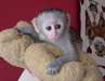 bébés singes capucins qui cherchent une maison ..