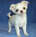 MAGNIFIQUES CHIOTS CHIHUAHUA  POUR ADOPTION