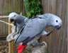 Jovial perroquets gris africains disponibles