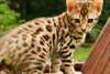 Magnifiques Type Chatons Savannah