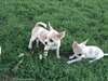Deux Magnifiques chiots type chihuahua à donner