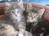 Sublimes chatons type Maine Coon pour adoption Urg - photo 1