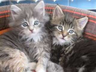Sublimes chatons type Maine Coon pour adoption Urg