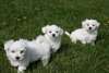 Magnifiques chiots Bichons Maltais