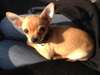 Magnifique femelle chihuahua poils court