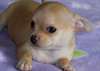 adorables chiots chihuahua au prix de rien