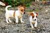 Chiots JACK RUSSELL non LOF