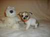 Adorable chiot type chihuahua a donner - photo 1