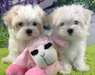 Superbe Bichons Maltais