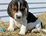 Magnifiques femelle beagle