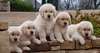 Superbe Chiots Golden Retriever