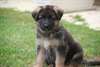 Magnifiques chiots pure race berger allemand