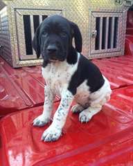 Charmant Male &amp; Femelle Chiots  Berge Pointer