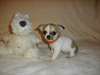 Donne Adorable chiot type chihuahua