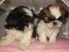 Magnifiques chiots Shih-Tzu
