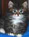 Chatons Siberian male et femelle