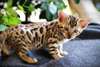 Mignion Chatons bengal
