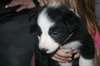 Chiots border collie