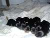 chiot femelle yorkshire à vendre